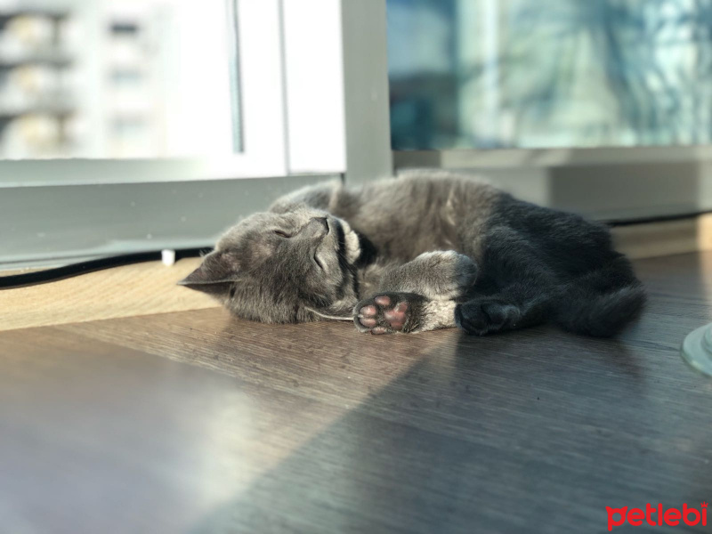 British Shorthair, Kedi  Marvelsu fotoğrafı