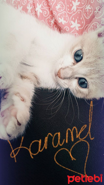 Tekir Kedi, Kedi  Karamel fotoğrafı