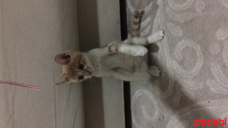 Tekir Kedi, Kedi  Karamel fotoğrafı