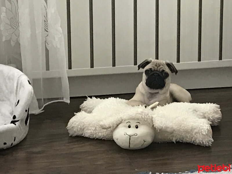 Pug, Köpek  Josh fotoğrafı