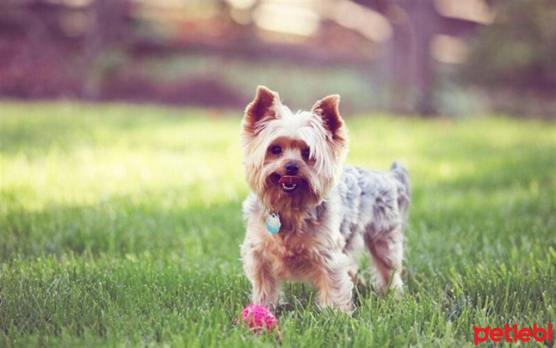 Yorkshire Terrier, Köpek  CÜCÜ fotoğrafı