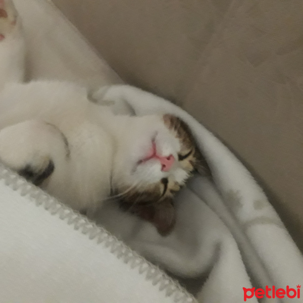 Tekir Kedi, Kedi  Mahmutlord fotoğrafı