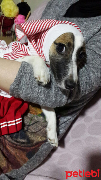 Jack Russell Terrier, Köpek  MayLo fotoğrafı