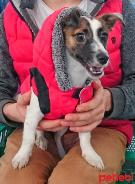 Jack Russell Terrier, Köpek  MayLo fotoğrafı