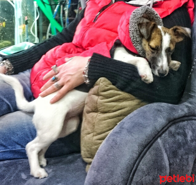 Jack Russell Terrier, Köpek  MayLo fotoğrafı