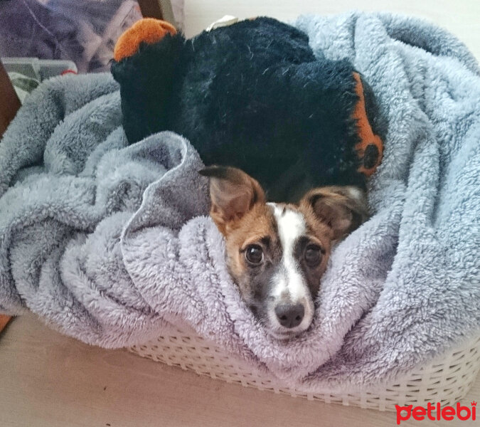 Jack Russell Terrier, Köpek  MayLo fotoğrafı