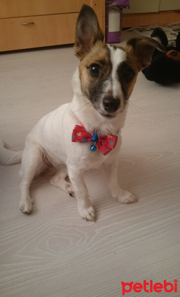 Jack Russell Terrier, Köpek  MayLo fotoğrafı