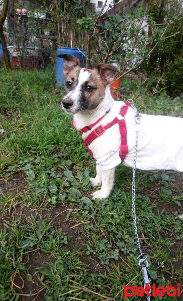 Jack Russell Terrier, Köpek  MayLo fotoğrafı