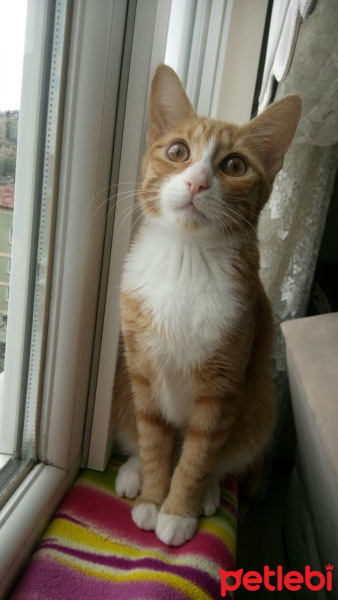Tekir Kedi, Kedi  Tarçın fotoğrafı