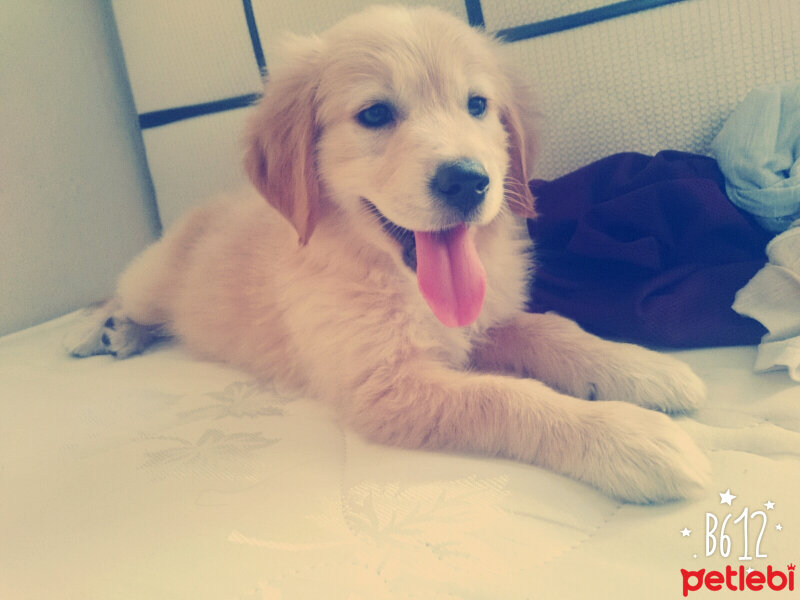 Golden Retriever, Köpek  VİSKİ fotoğrafı