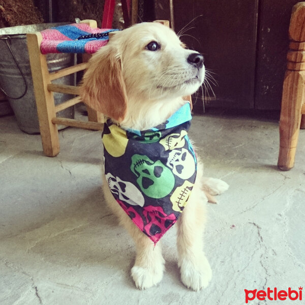 Golden Retriever, Köpek  VİSKİ fotoğrafı