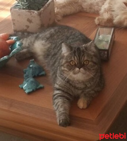 British Shorthair, Kedi  Leia fotoğrafı