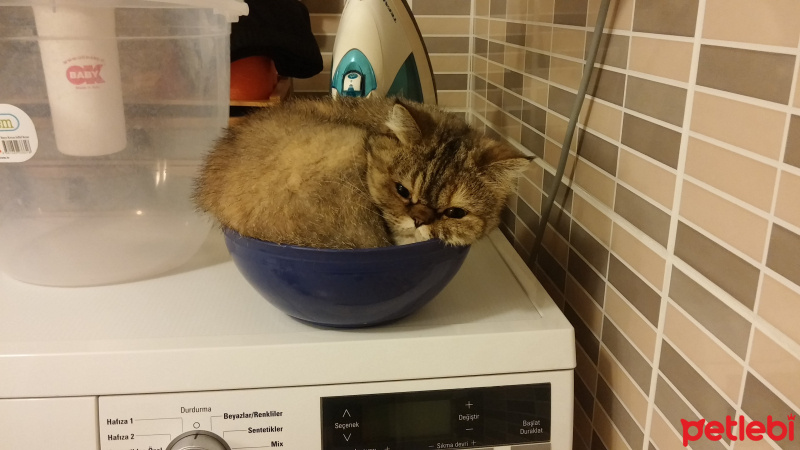 British Shorthair, Kedi  Leia fotoğrafı