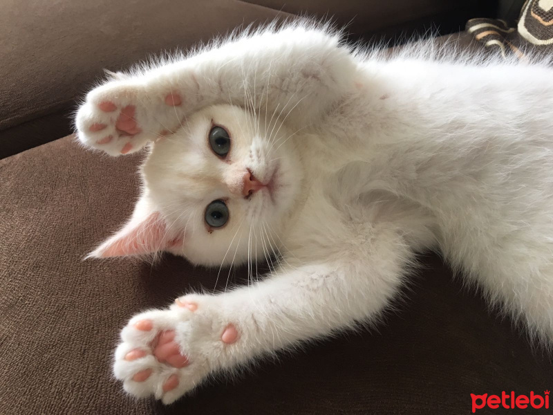 British Shorthair, Kedi  Snow fotoğrafı
