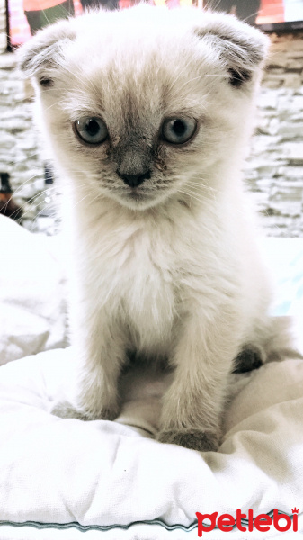 Scottish Fold, Kedi  Çakır fotoğrafı
