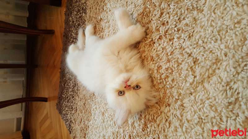 İran Kedisi (Persian), Kedi  Kral fotoğrafı