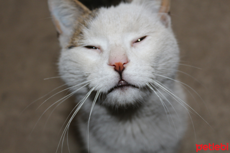 Tekir Kedi, Kedi  Sürmeli fotoğrafı