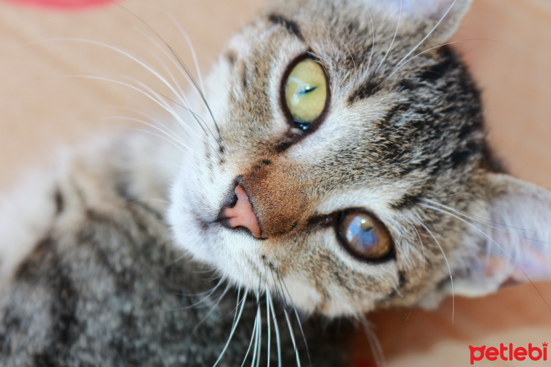 Tekir Kedi, Kedi  Korsan fotoğrafı
