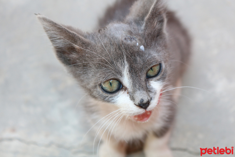 Tekir Kedi, Kedi  patoz fotoğrafı