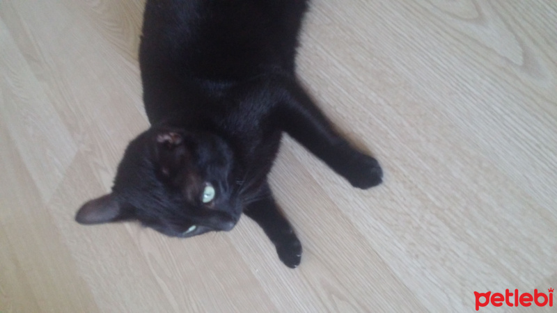 Tekir Kedi, Kedi  Berat fotoğrafı