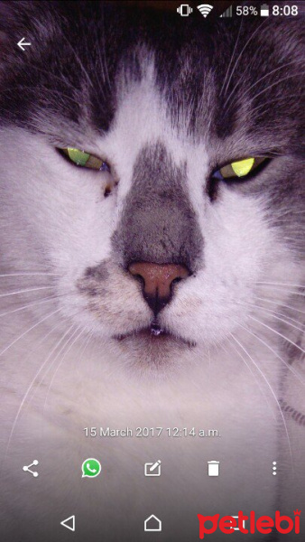 American Bobtail, Kedi  Jzargo fotoğrafı