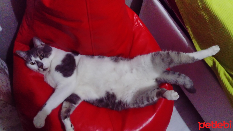 American Bobtail, Kedi  Jzargo fotoğrafı