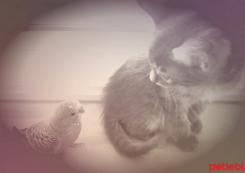 Scottish Fold, Kedi  Duman fotoğrafı