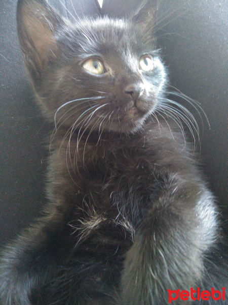 Bombay, Kedi  Prenses fotoğrafı