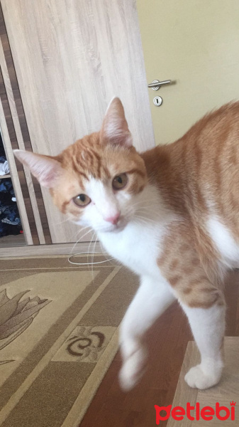 Tekir Kedi, Kedi  Daisy fotoğrafı