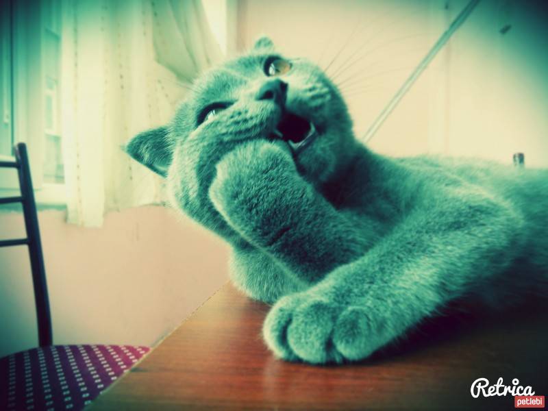 Scottish Fold, Kedi  maya fotoğrafı