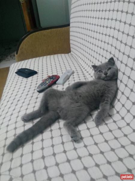 Scottish Fold, Kedi  maya fotoğrafı