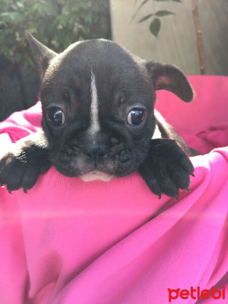 Fransız Bulldog, Köpek  Puki fotoğrafı