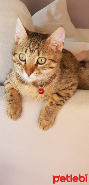 Tekir Kedi, Kedi  Bambi ve Cingöz fotoğrafı