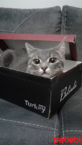 Tekir Kedi, Kedi  huzur fotoğrafı