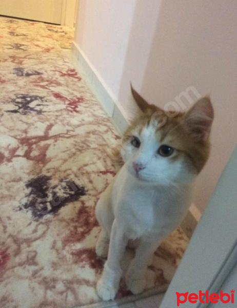 Cymric, Kedi  Minik fotoğrafı