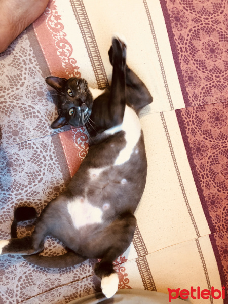 British Shorthair, Kedi  Karsu fotoğrafı