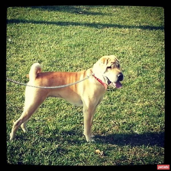 Çin Shar Pei, Köpek  LUSİE fotoğrafı