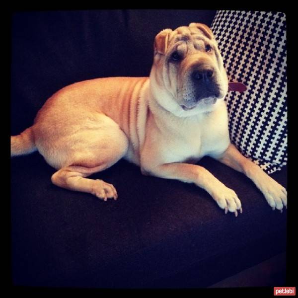 Çin Shar Pei, Köpek  LUSİE fotoğrafı