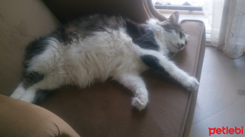 Tekir Kedi, Kedi  Behlül fotoğrafı