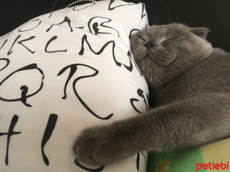 Scottish Fold, Kedi  luna fotoğrafı
