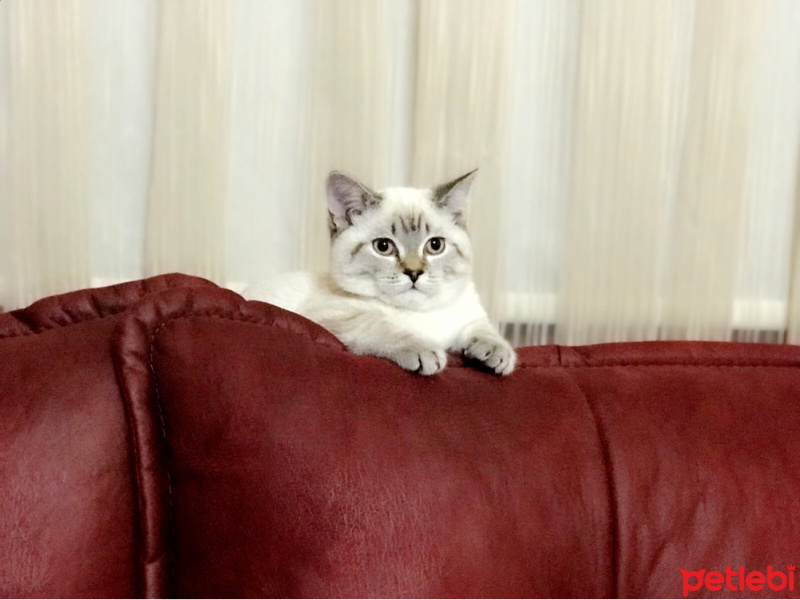 British Shorthair, Kedi  Melanie fotoğrafı