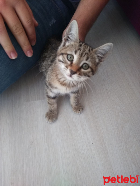 Tekir Kedi, Kedi  Pati fotoğrafı