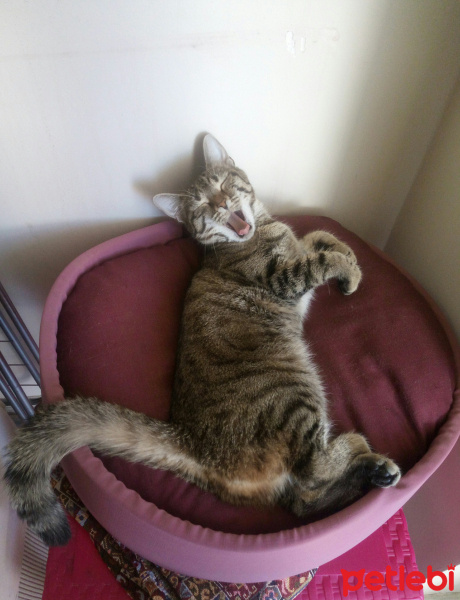 Tekir Kedi, Kedi  Pati fotoğrafı