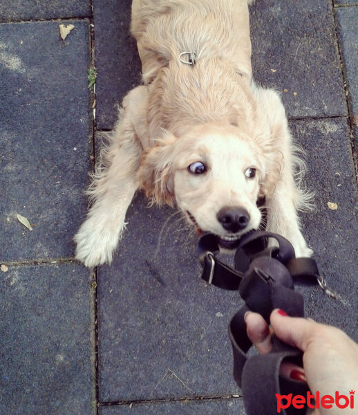 Amerikan Cocker Spaniel, Köpek  Uno fotoğrafı