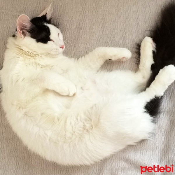 Ragamuffin, Kedi  Prenses fotoğrafı