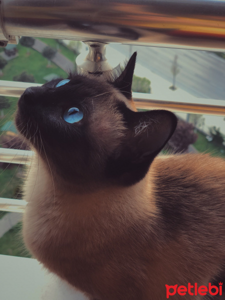 Siyam Kedisi, Kedi  Bade fotoğrafı
