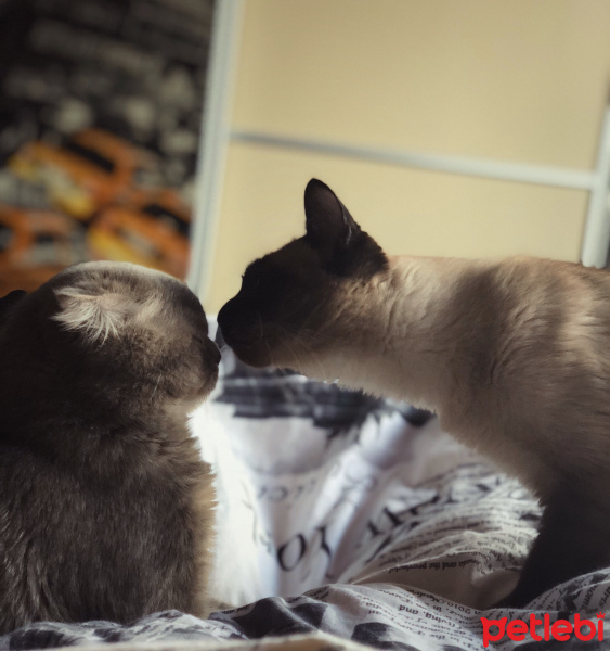Siyam Kedisi, Kedi  Bade fotoğrafı