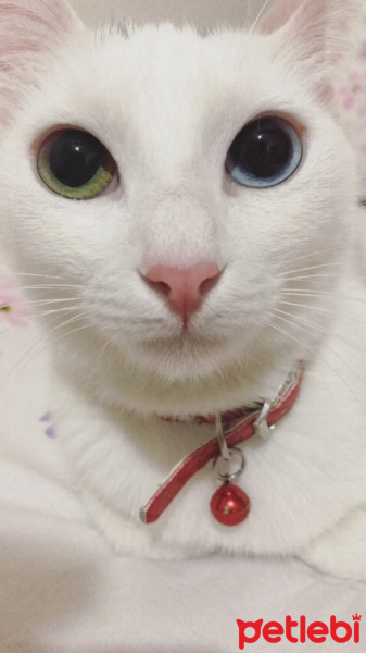 Van Kedisi, Kedi  Prenses fotoğrafı