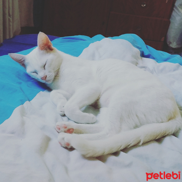 Ankara Kedisi, Kedi  Asi fotoğrafı