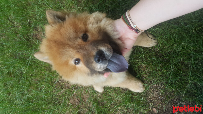 Chow Chow (çin Aslanı), Köpek  Julliet fotoğrafı